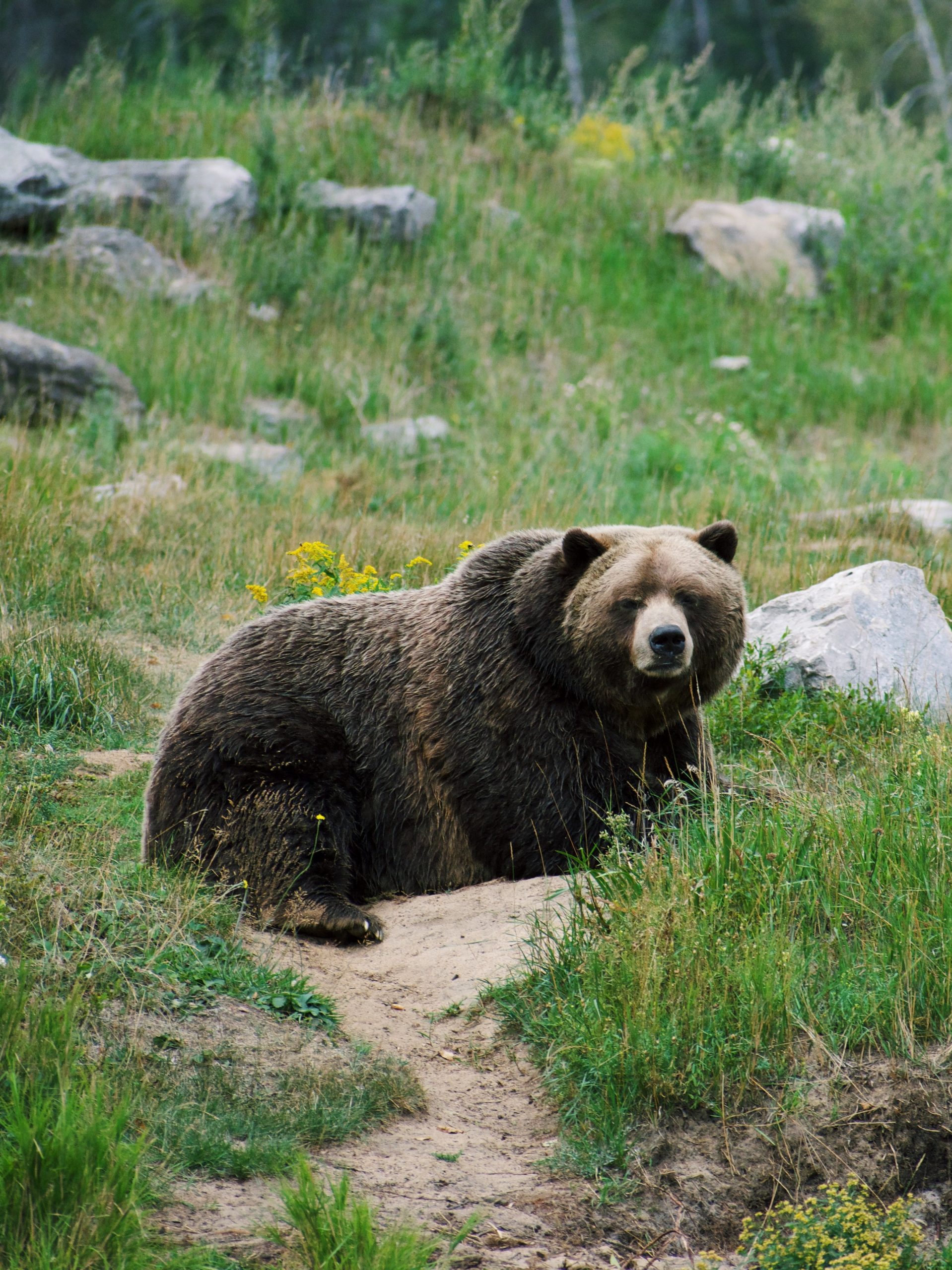 Pocatello Zoo, Zoo Idaho, Ross Park, Grizzly bear exhibit